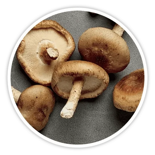 Shiitake mushroom ingredient in Cholibrium