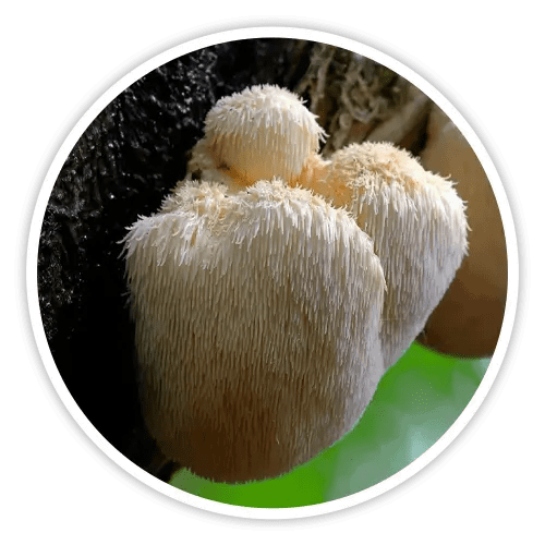 cholibrium™-ingredients-2