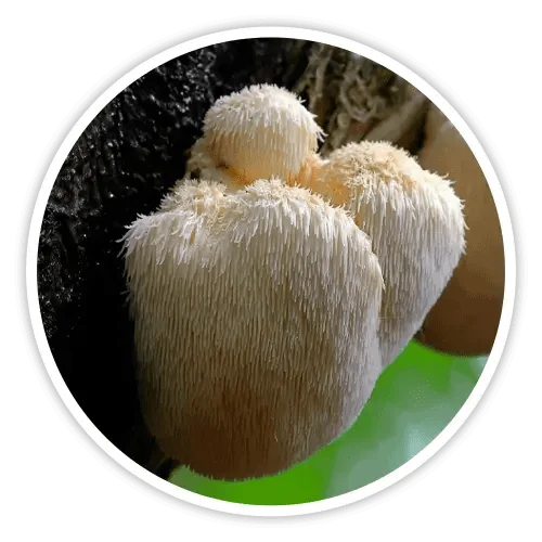 Lion's Mane mushroom ingredient in Cholibrium