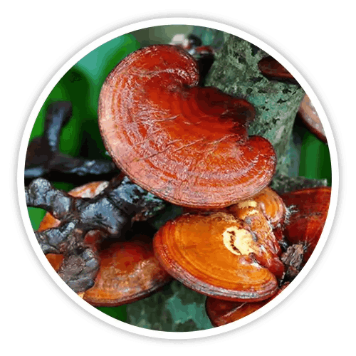 cholibrium™-ingredients-1
