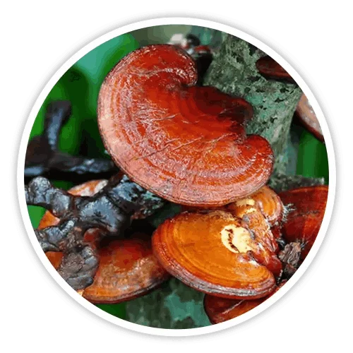 Reishi mushroom ingredient in Cholibrium
