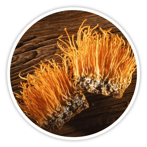 cholibrium™-ingredients-3