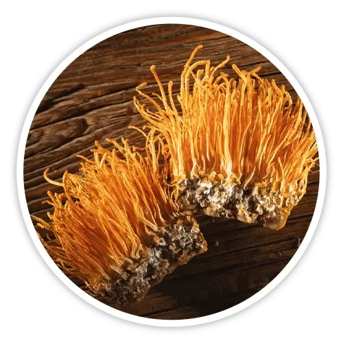Cordyceps ingredient in Cholibrium
