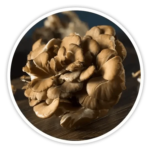 Maitake mushroom ingredient in Cholibrium