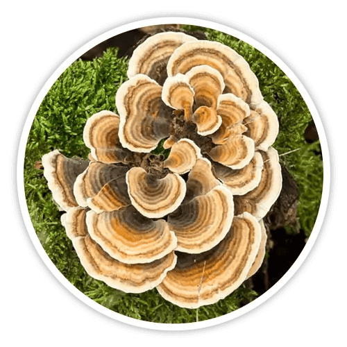 cholibrium™-ingredients-6