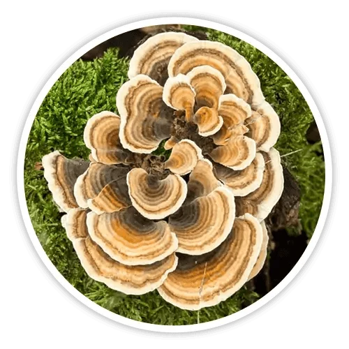 Turkey Tail mushroom ingredient in Cholibrium