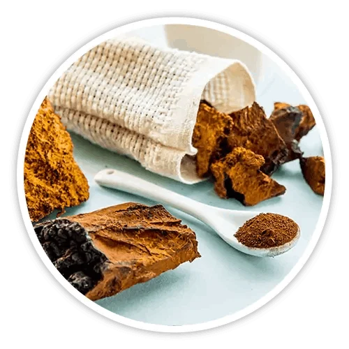 Chaga mushroom ingredient in Cholibrium